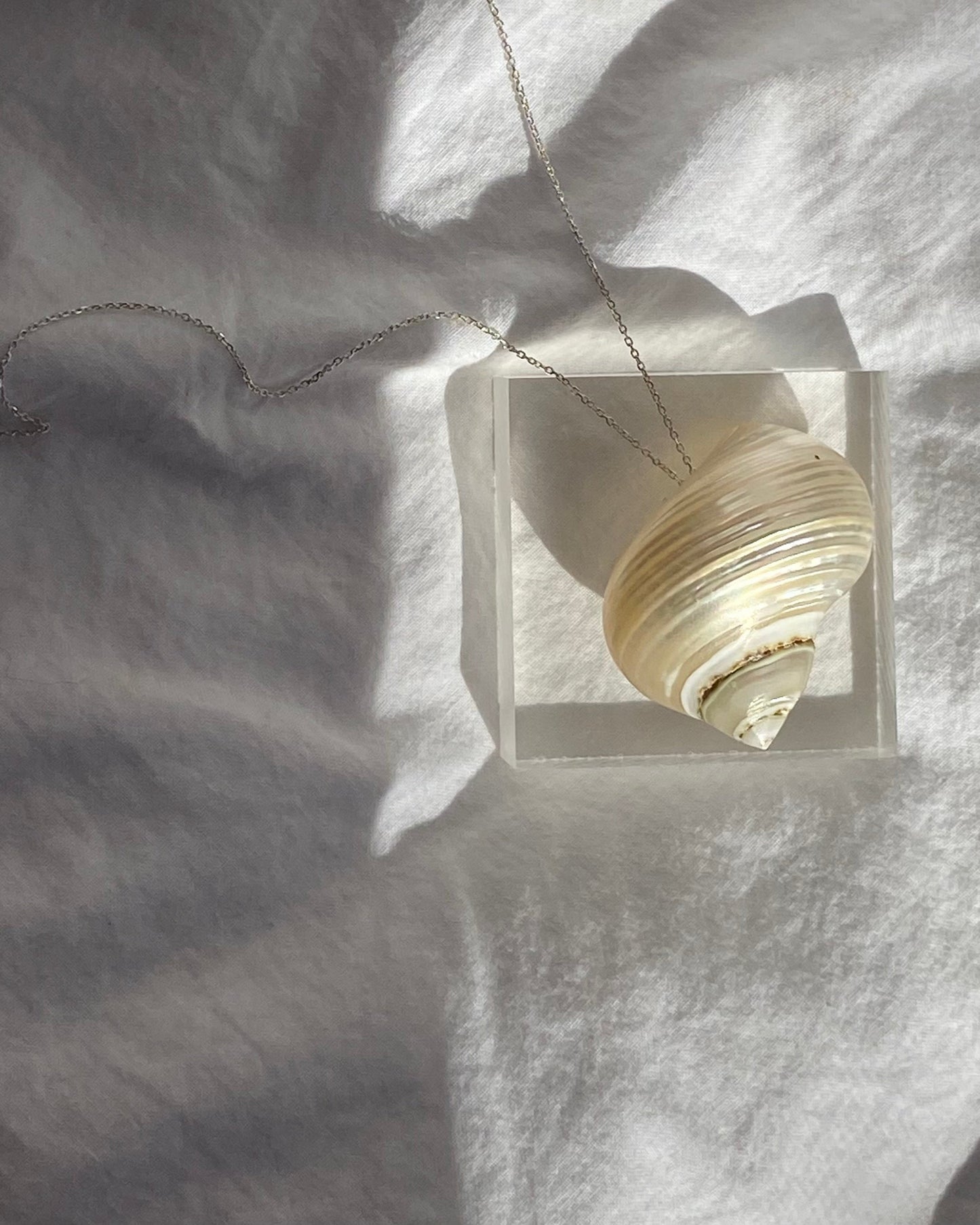 Collar de moluscos
